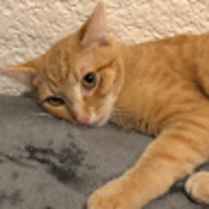 Meet your Posher, Violet